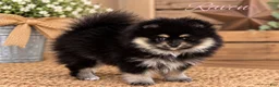 Pomeranian dogs for sale: Pomeranian 2 - Ad 2
