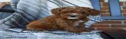 Cavapoo dogs for sale: Starlight - Ad 4