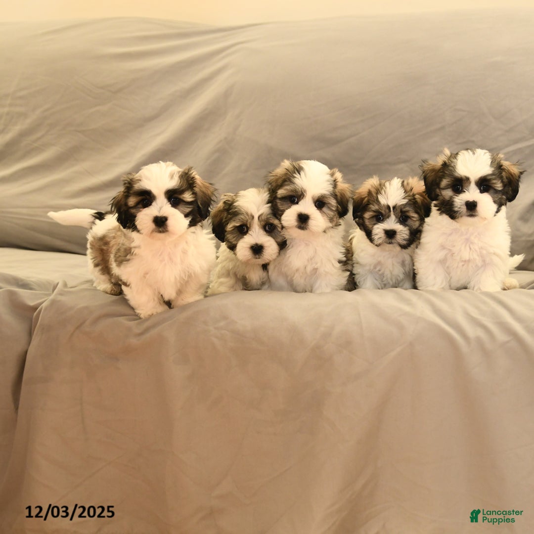 Malshi dogs for sale: Fern - Ad 5