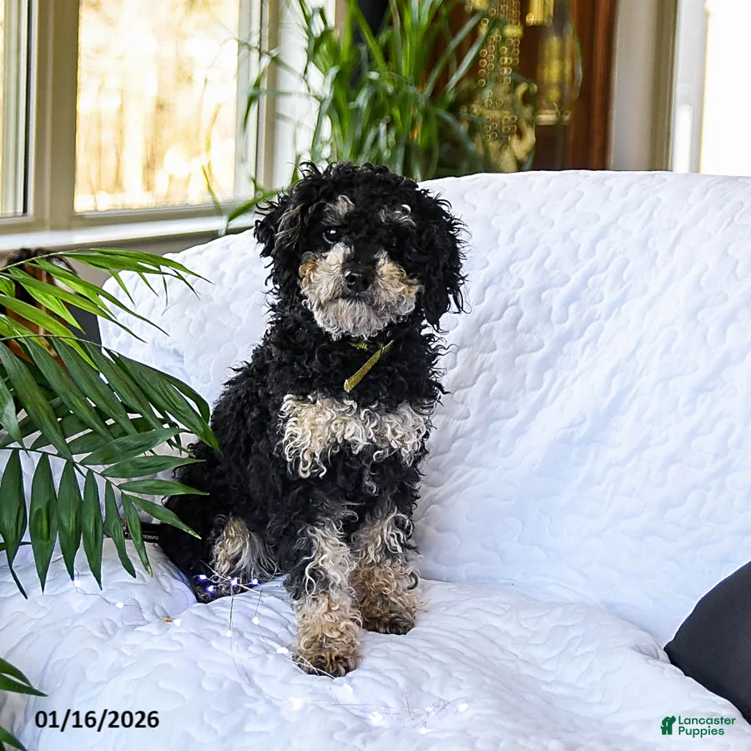 Mixed Breed dogs for sale: Marble - Ad 7