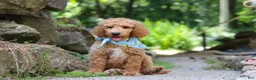Standard Poodle dogs for sale: Leo - Ad 12