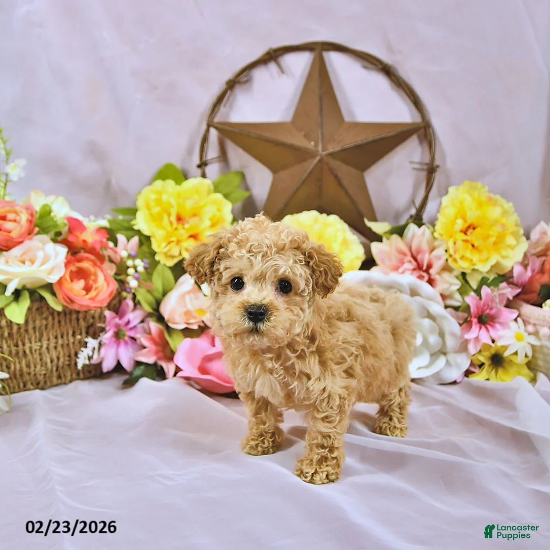 Miniature Poodle dogs for sale: Little Dan - Ad 3