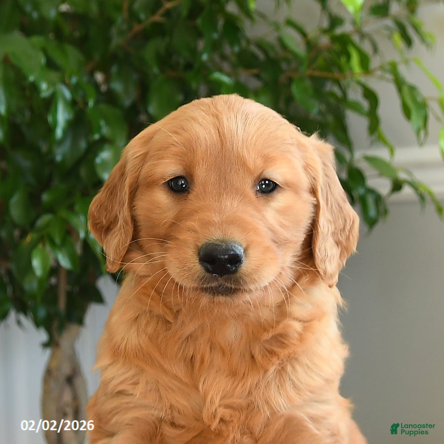 Golden Retriever dogs Skittles - Ad 2