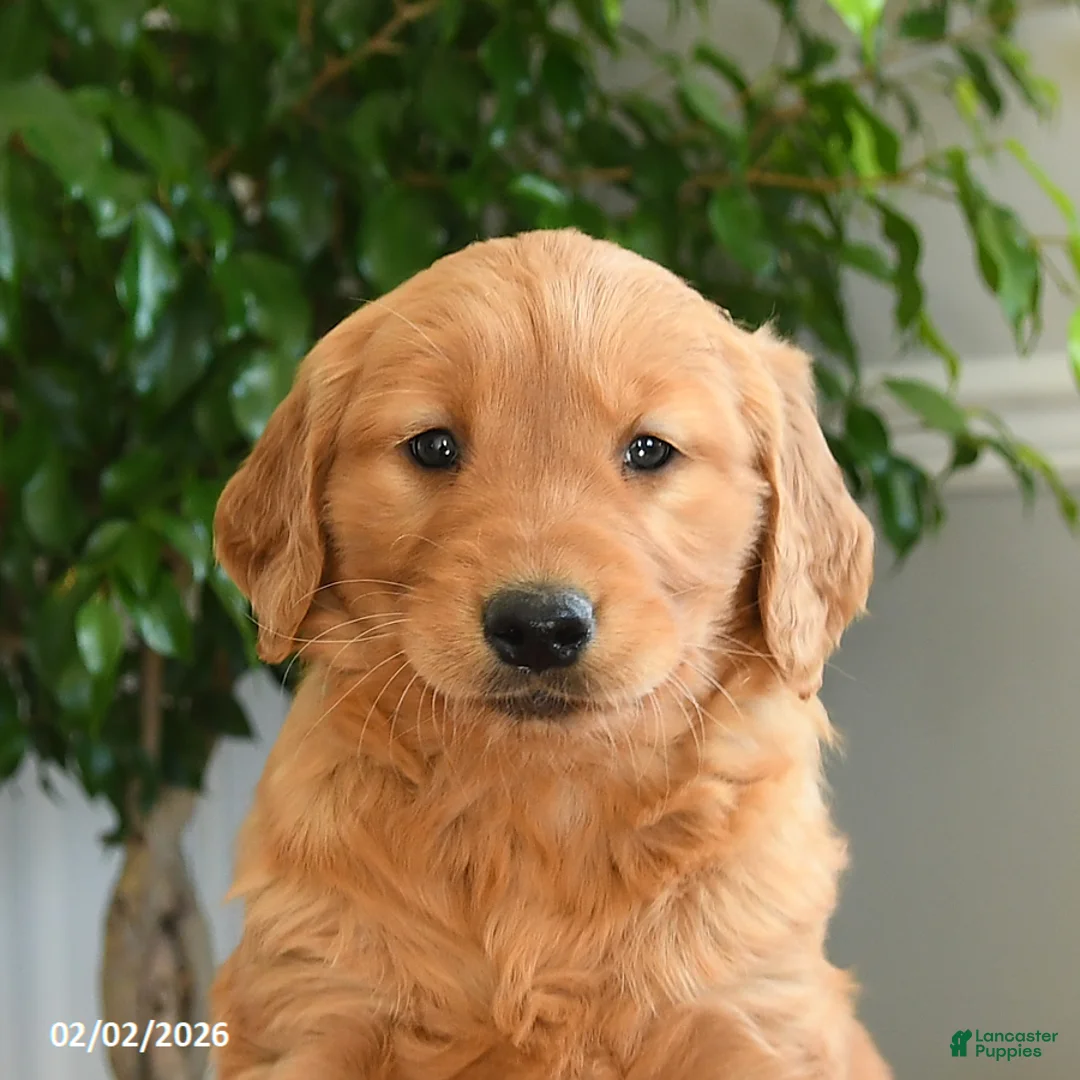 Golden Retriever dogs for sale: Skittles - Ad 2