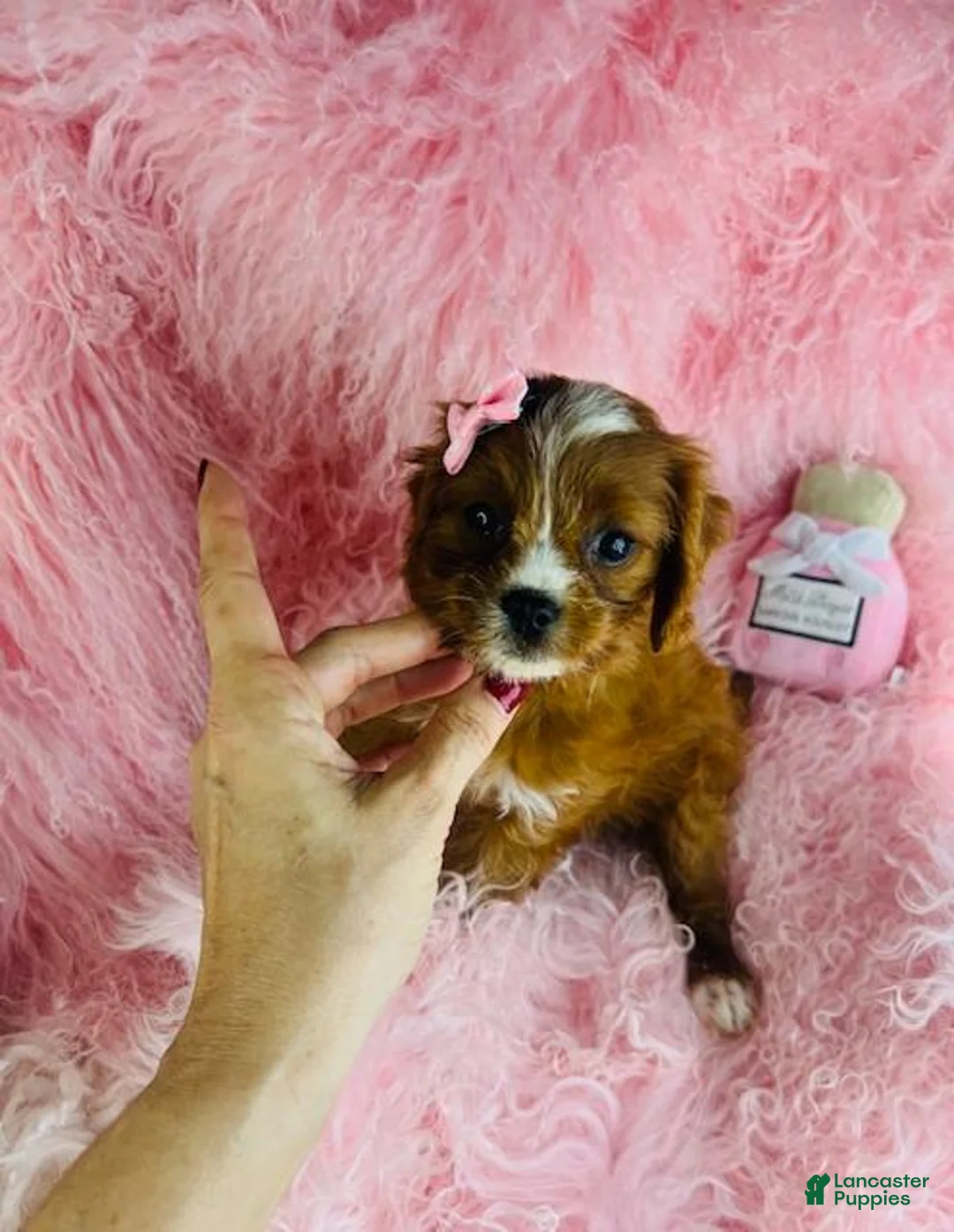 Cavapoo dogs for sale: Cavapoo Puppy 1 - Ad 5