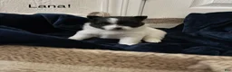 Pomeranian dogs for sale: Lana  - Ad 15