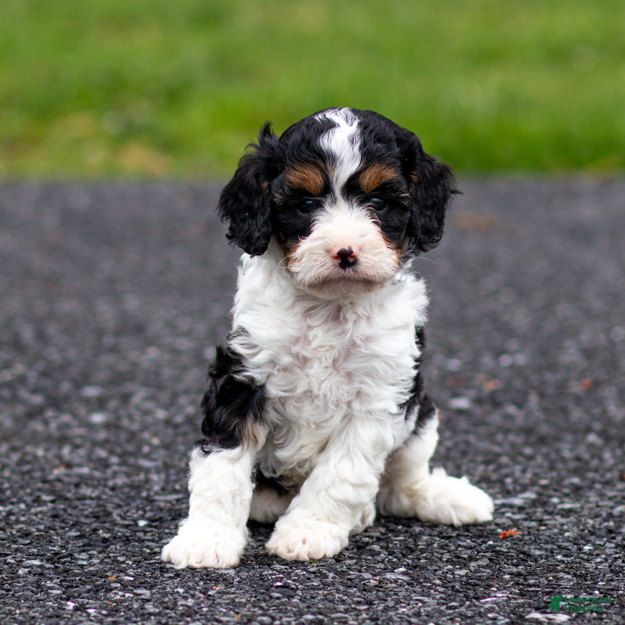 Cavapoo dogs Crusher Cavapoo Puppy  - Ad 1
