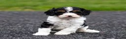 Cavapoo dogs for sale: Crusher Cavapoo Puppy  - Ad 23