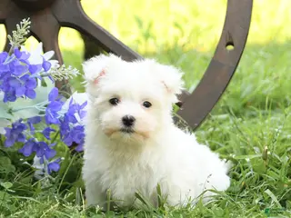 Maltese dogs for sale: Candy - Ad 3