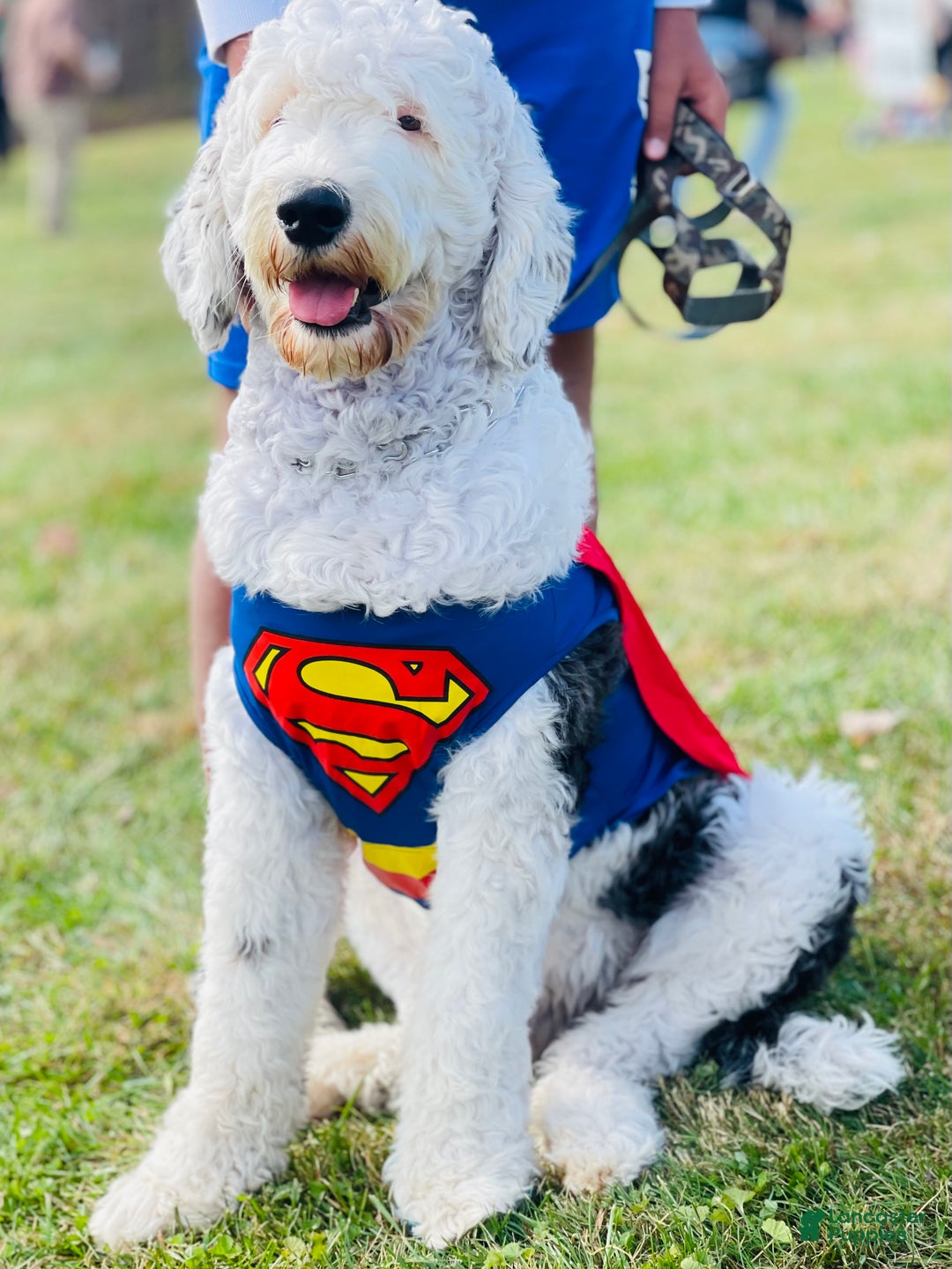 Sheepadoodle dogs for sale: Sheepadoodle Puppy 4 - Ad 8