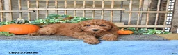 Mini Goldendoodle dogs for sale: Arlo - Ad 4