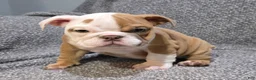 English Bulldog dogs for sale: Lavelli - Ad 4