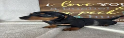Dachshund dogs for sale: Dalton - Ad 5