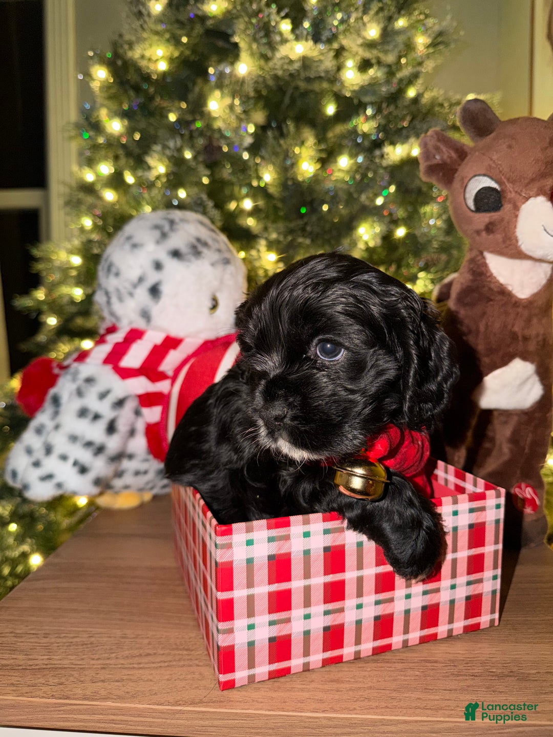 Cocker Spaniel dogs for sale: Cocker Spaniel Puppy 3 - Ad 2