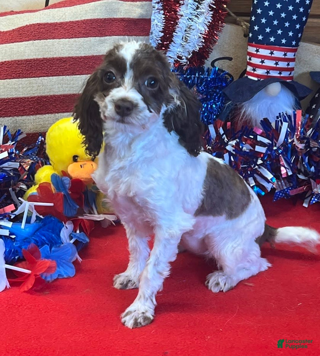 Cockapoo dogs for sale: Bessie - Ad 3