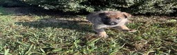 German Shepherd dogs for sale: Daisy - Ad 6