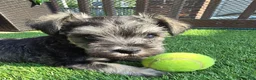 Miniature Schnauzer dogs for sale: Miniature Schnauzer 1 - Ad 6