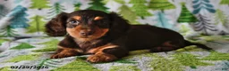 Miniature Dachshund dogs for sale: Rowdy - Ad 3