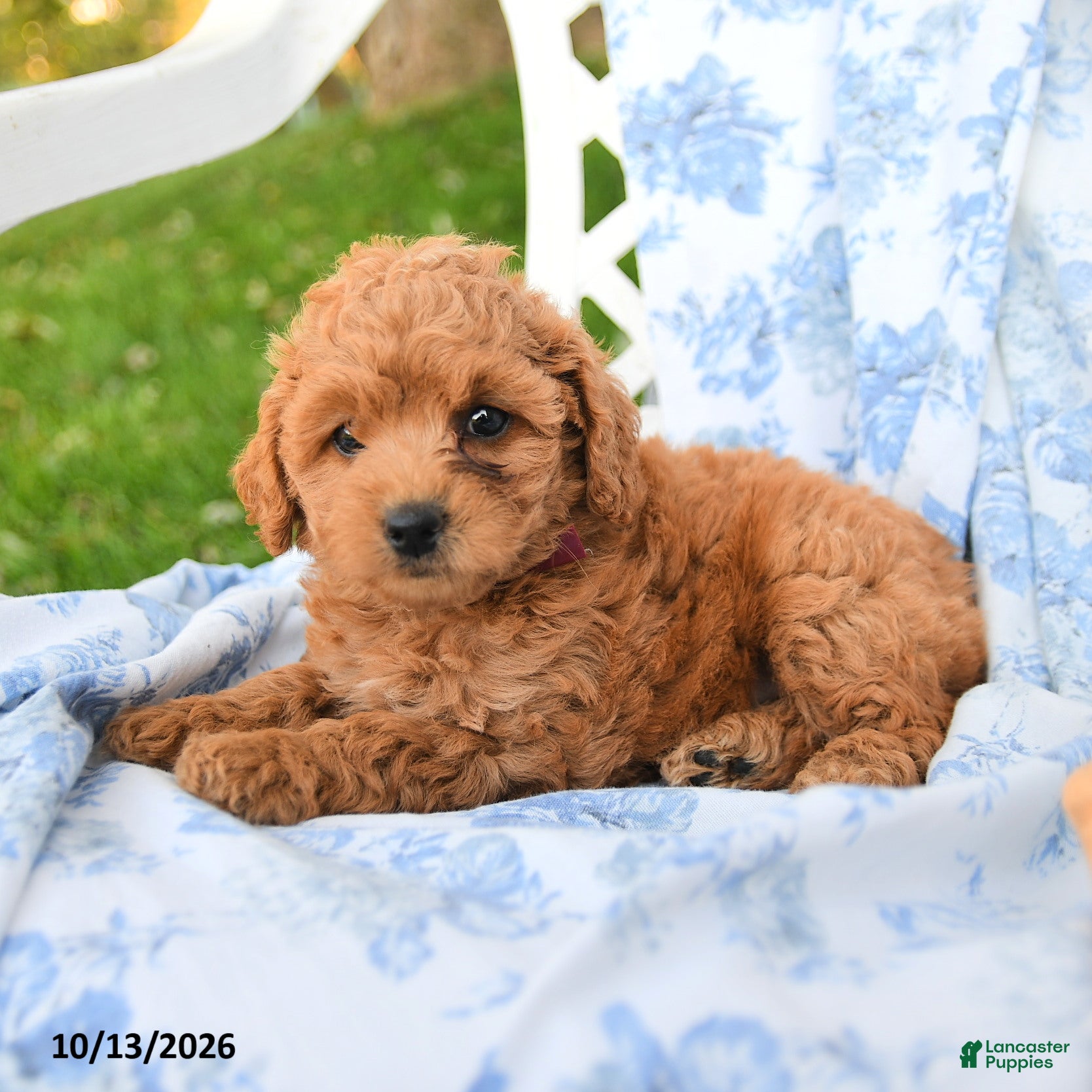 Miniature Labradoodle dogs for sale: Lady - Ad 2