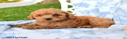 Miniature Labradoodle dogs for sale: Lady - Ad 2