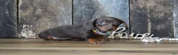 Miniature Dachshund dogs for sale: Molly - Ad 5