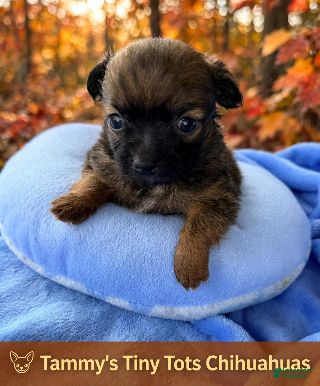 Chihuahua dogs for sale: Chihuahua 1 - Ad 1
