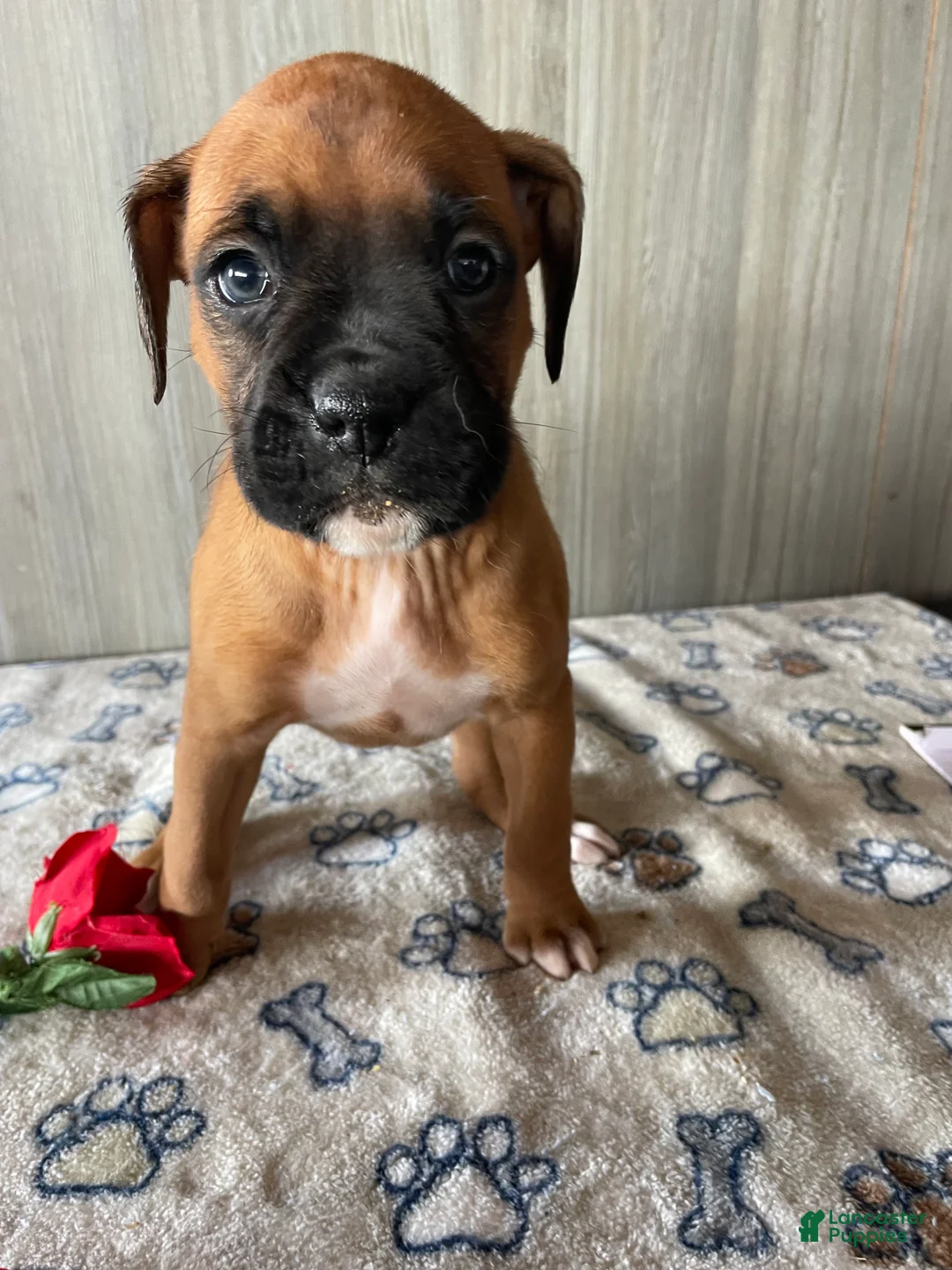 Boxer dogs for sale: Brandy - Ad 1