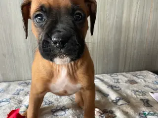 Boxer dogs Brandy - Ad 13