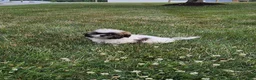 Shih Tzu dogs for sale: Amelia - Ad 9
