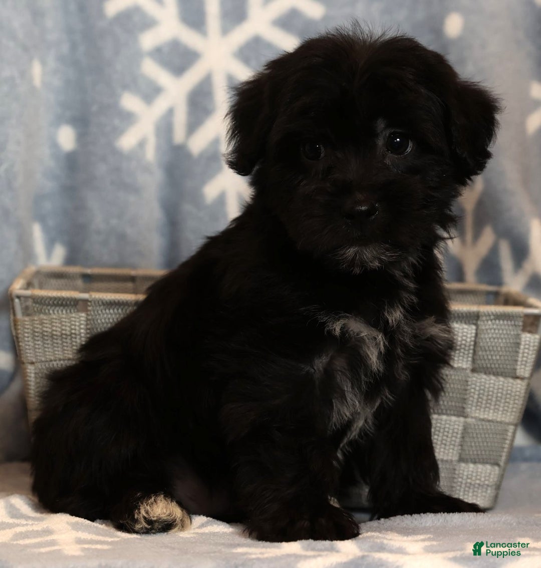 Yochon dogs for sale: Charlie - Ad 8