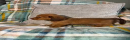 Miniature Dachshund dogs for sale: Miniature Dachshund 1 - Ad 3
