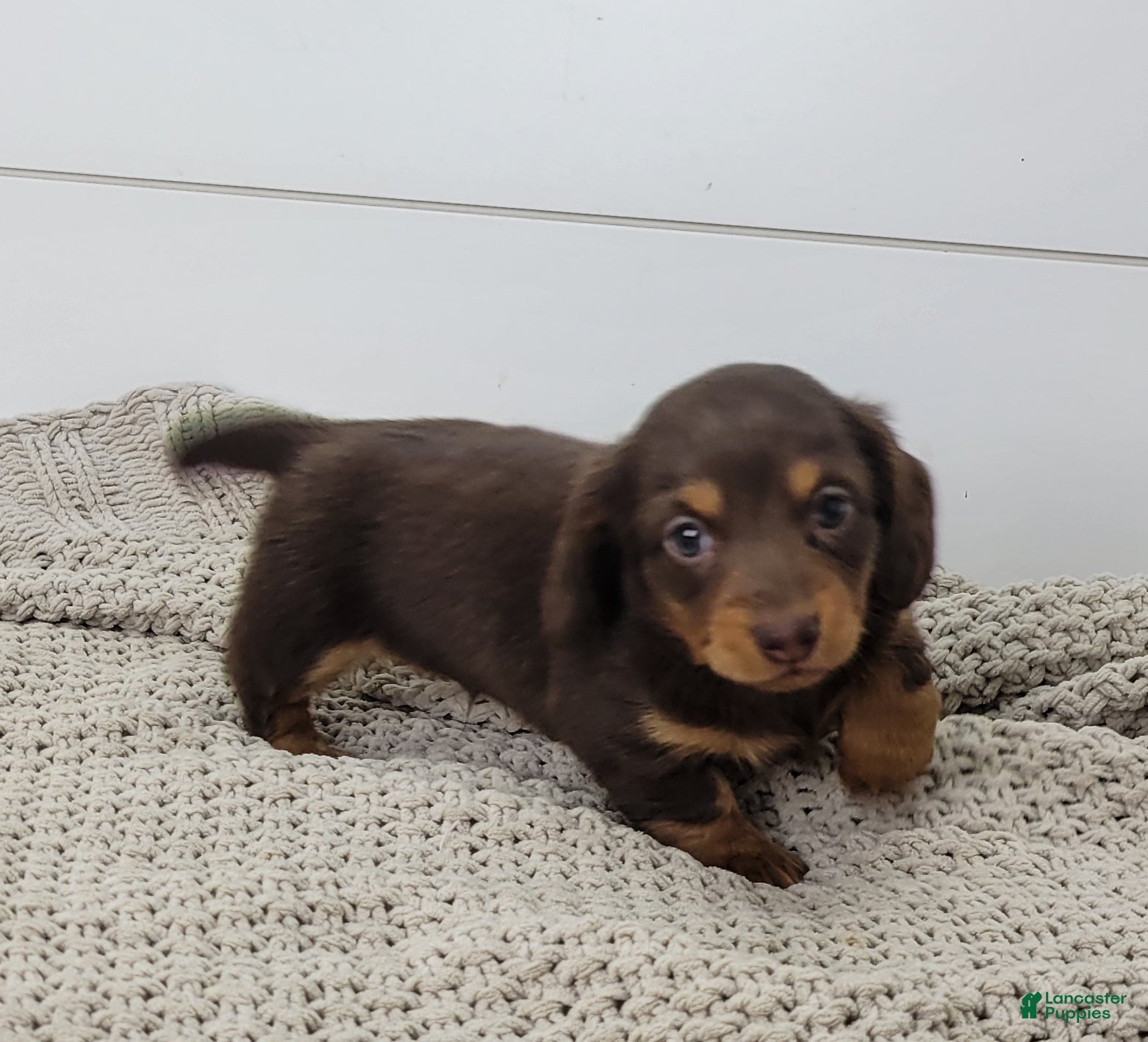 Dachshund dogs Ollie - Ad 2