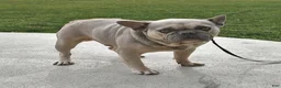 French Bulldog dogs for sale: Grace - Ad 7
