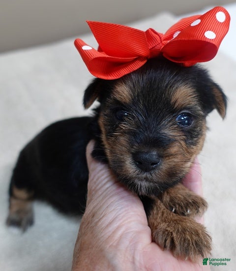 Yorkshire Terrier dogs Ziggy 11 ounces - Ad 26