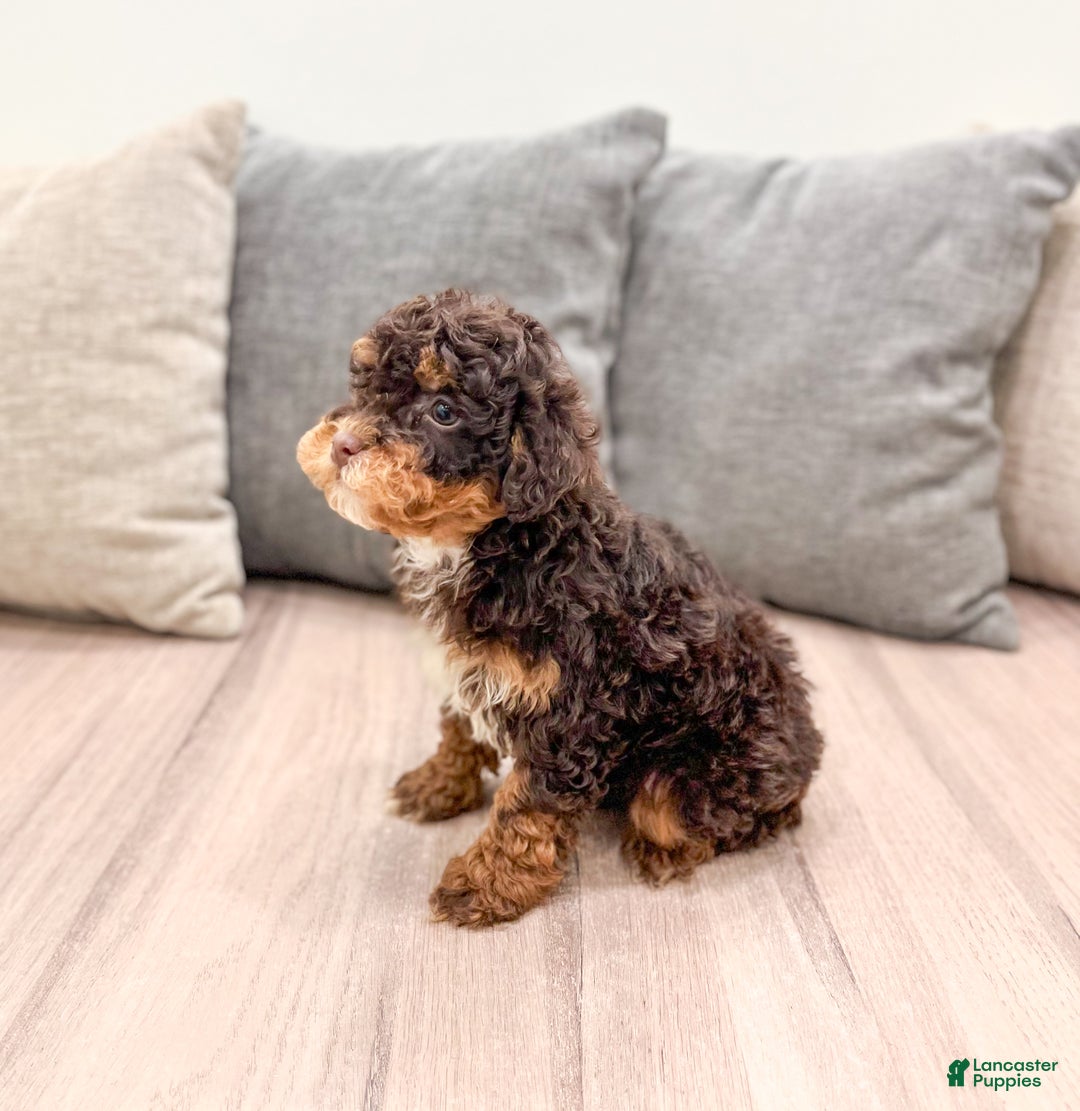 Miniature Poodle dogs for sale: Snickers - Ad 4