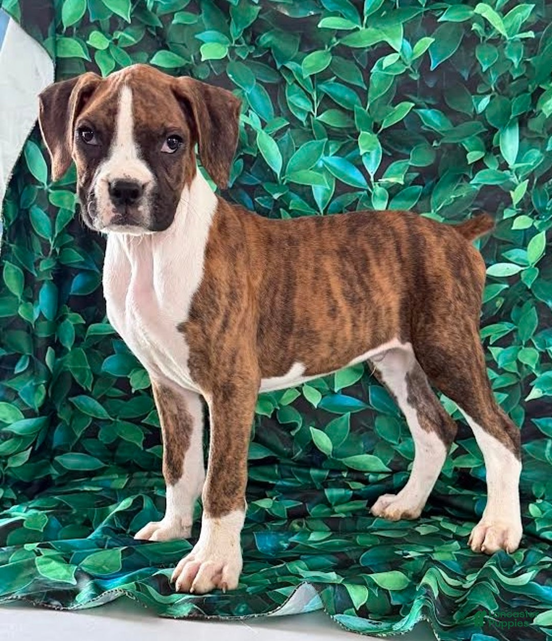 Boxer dogs for sale: Tucker - Ad 2