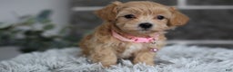 Maltipoo dogs for sale: Joy  - Ad 5