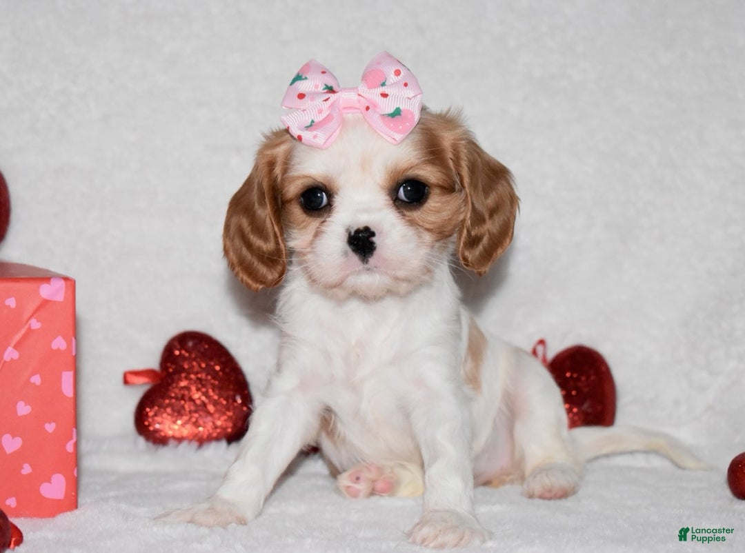 Cavalier King Charles Spaniel dogs for sale: Octavia  - Ad 2