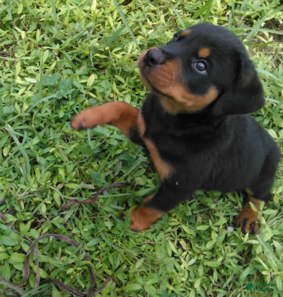 Rottweiler dogs Rottweiler 1 - Ad 16