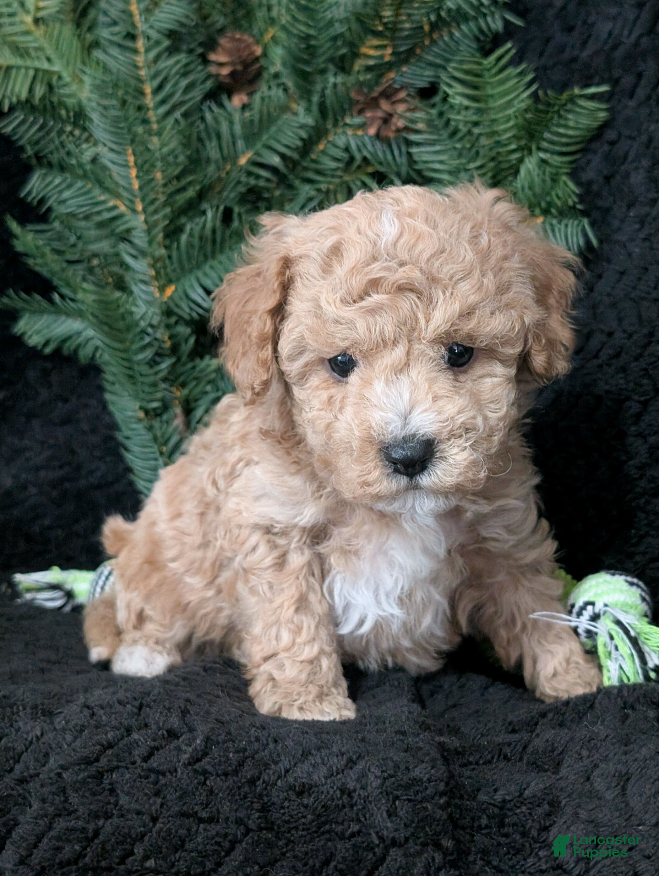 Cavachon dogs Scotty  - Ad 2