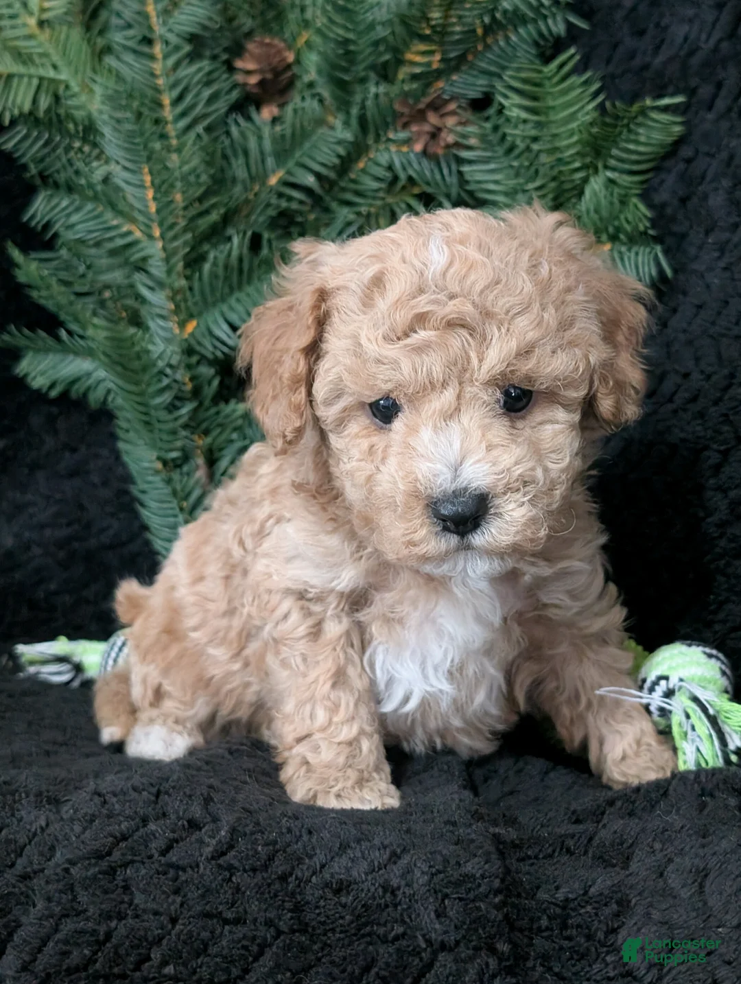 Cavachon dogs for sale: Scotty  - Ad 2
