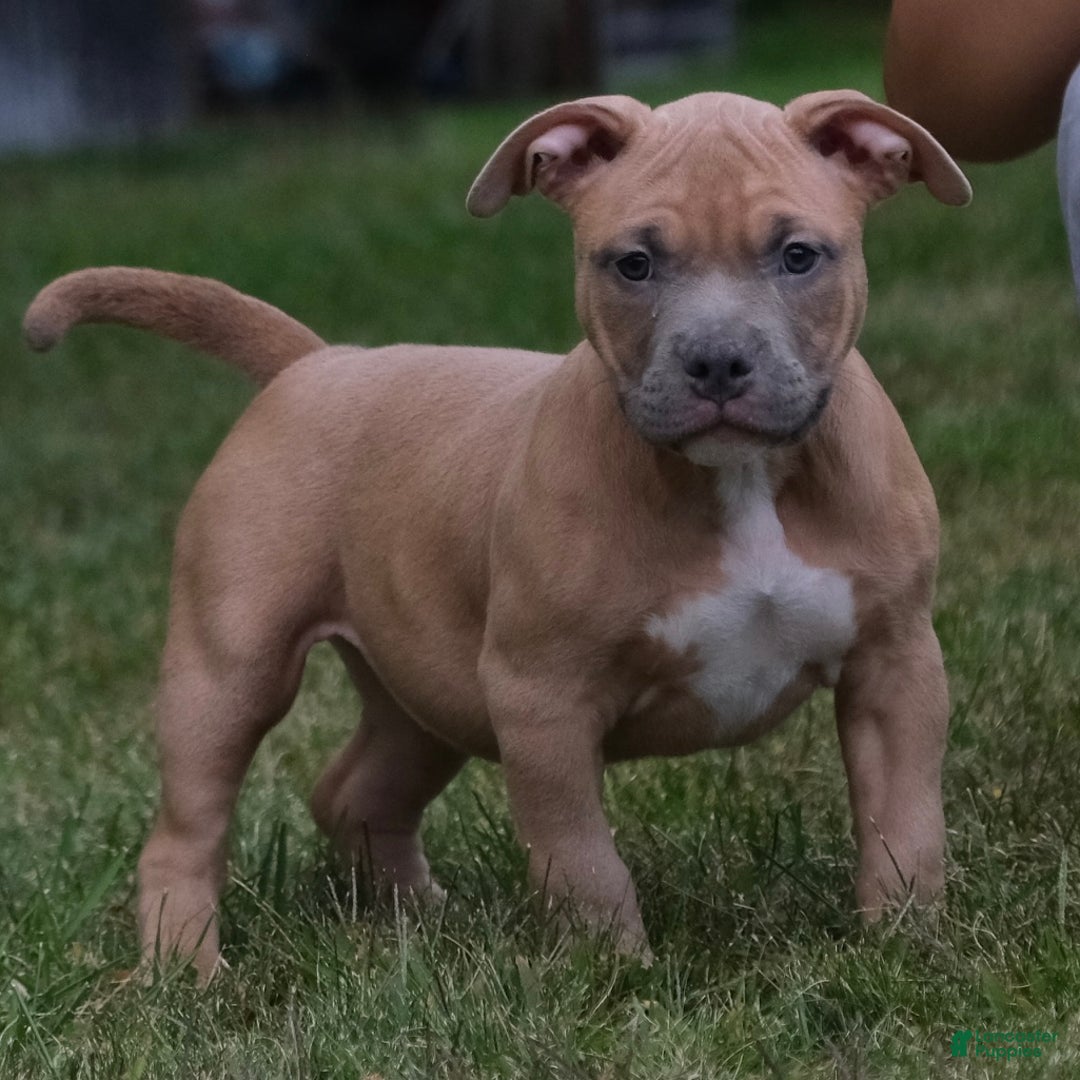 American Bully dogs for sale: lilith - Ad 7