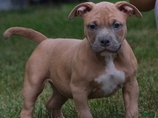American Bully dogs - Ad 11