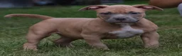 American Bully dogs for sale: American Bully litter of 10 puppies - Ad 12