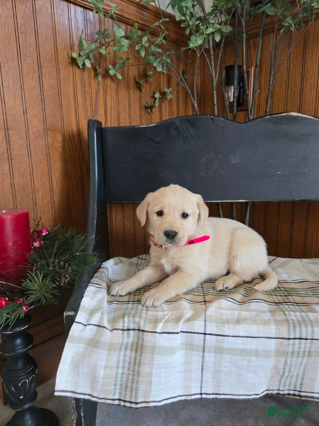 Goldador dogs for sale: Stephanie  - Ad 1