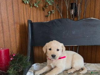 Goldador dogs Stephanie - Ad 9