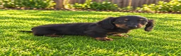 Miniature Dachshund dogs for sale: Benson - Ad 5