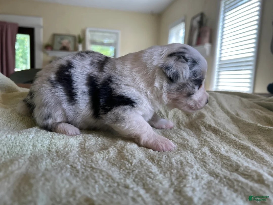 Mixed Breed dogs for sale: Laken - Ad 6