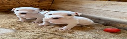Dogo Argentino dogs for sale: Puppy M3 - Ad 24