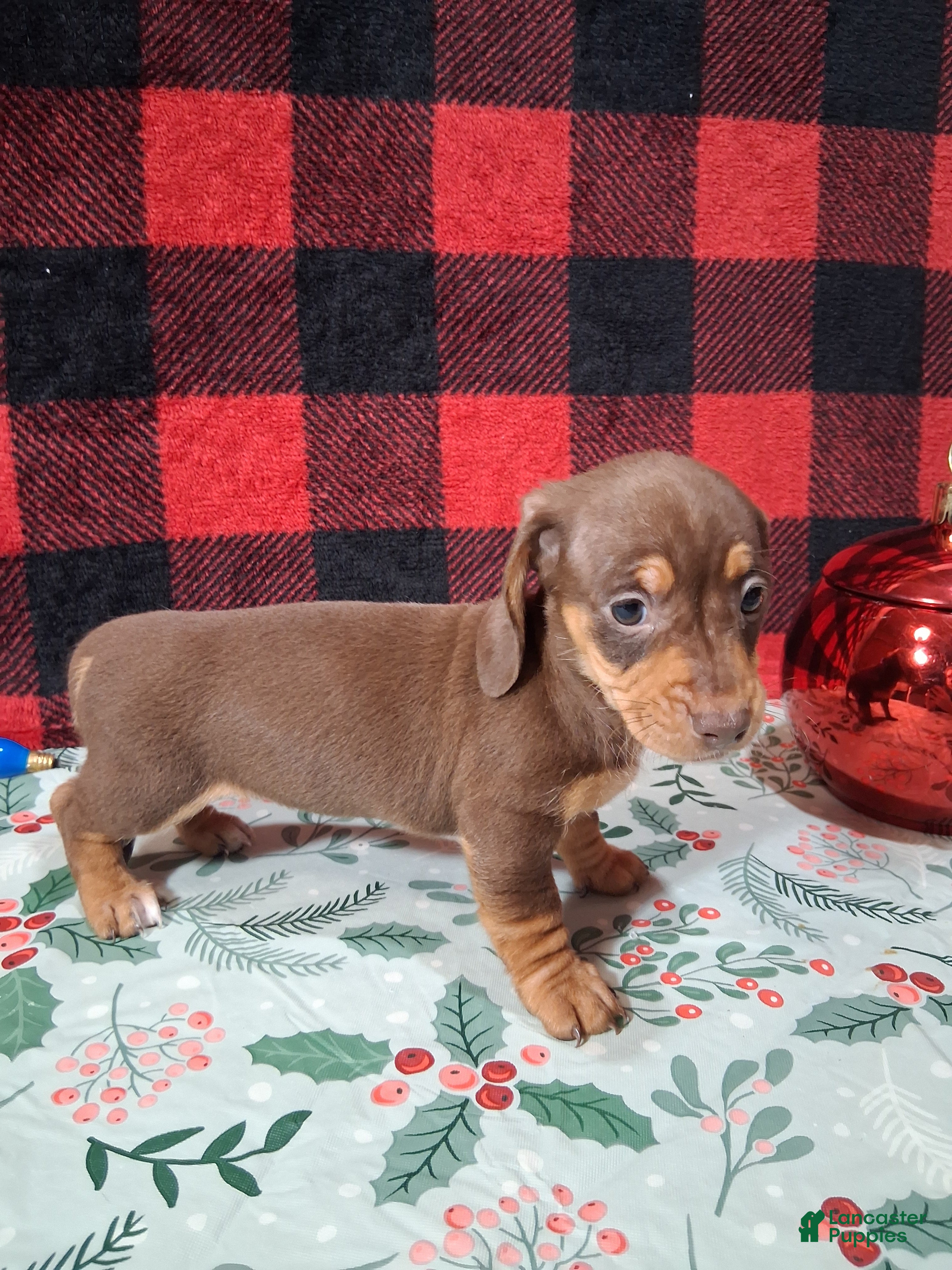 Miniature Dachshund dogs Sweetheart - Ad 18